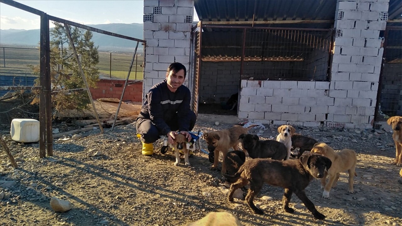 Felçli köpeği 'su borusundan yürüteç' ile hayata bağladı