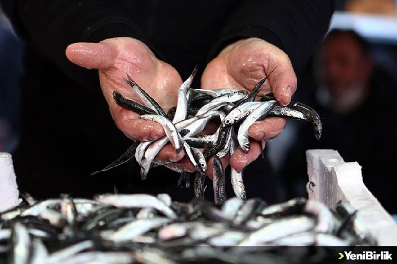 Trabzon'da hamsinin kilogramı 20-25 liradan satılıyor