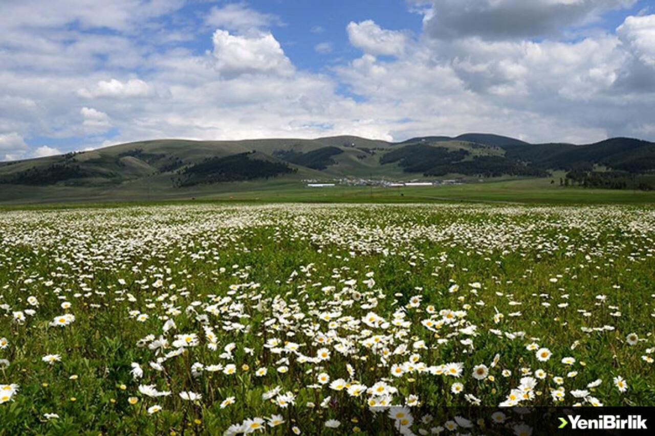 Sarıkamış'ın doğası papatya ve gelinciklerle süslendi