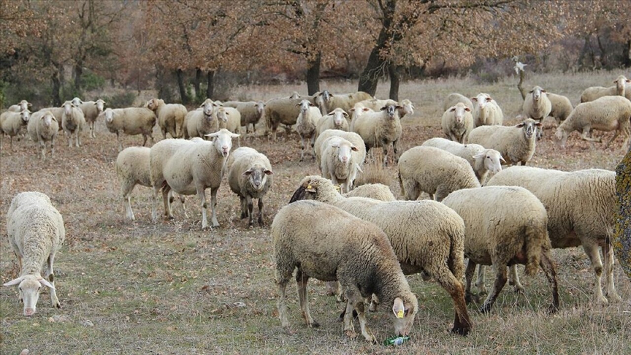 Balıkesir'in 'tescilli' kuzusunu damızlık merkezlerinde yetiştirip üreticiye hibe edecekler