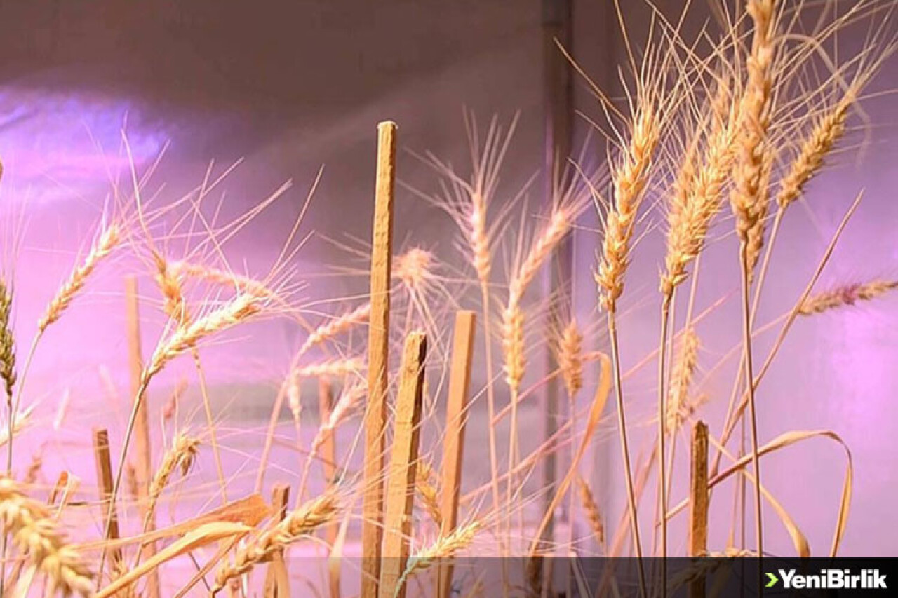 Karaman'daki üniversitenin çalışmalarında gluten değeri çok düşük buğday tohumu bulundu