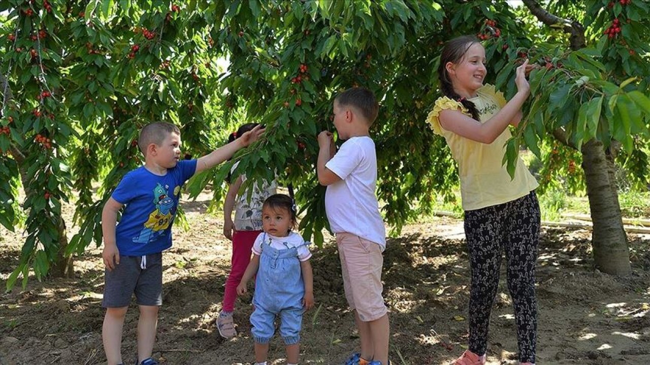 Bilecik'te kirazları 'kendin topla, kendin ye' uygulamasına büyük ilgi