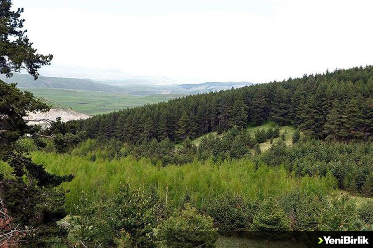 Yaban hayatına ev sahipliği yapan 'sarıçam ormanları' gençleştiriliyor