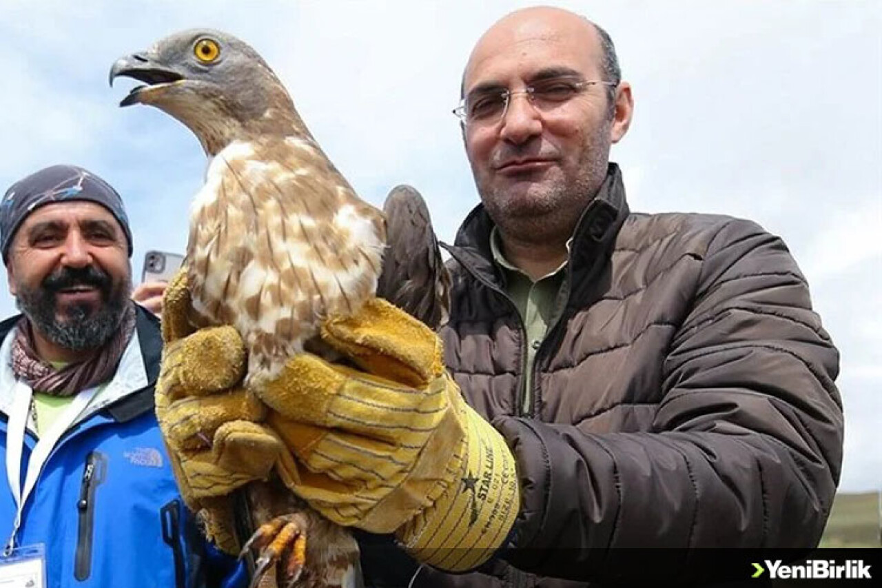 Van'da tedavileri tamamlanan kartal ve şahin doğaya salındı