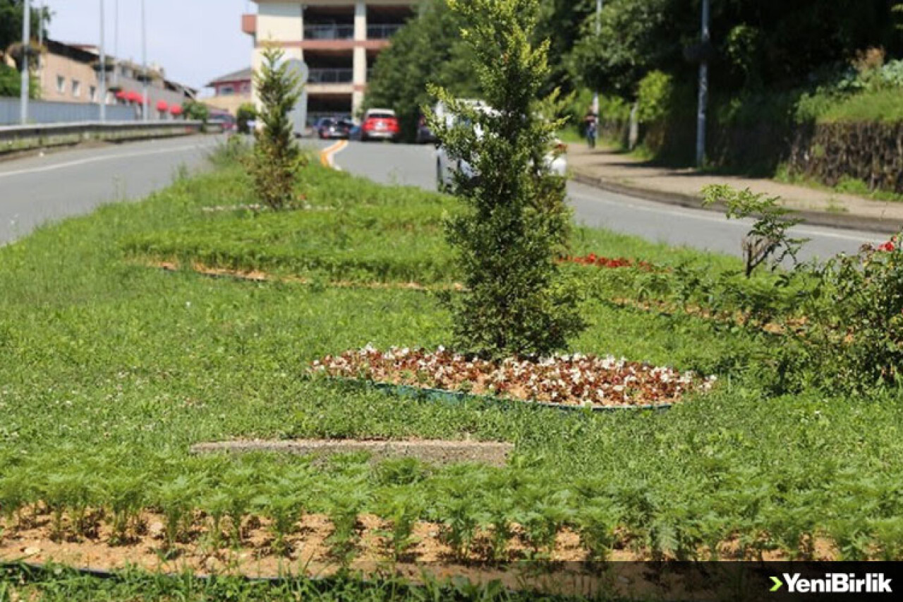 Rize Belediyesi'ne ait serada üretilen çiçekler cadde ve sokaklara rengarenk görünüm katıyor