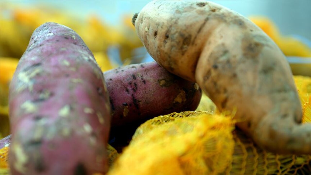 'Tatlı patates' üretimi yaygınlaşacak