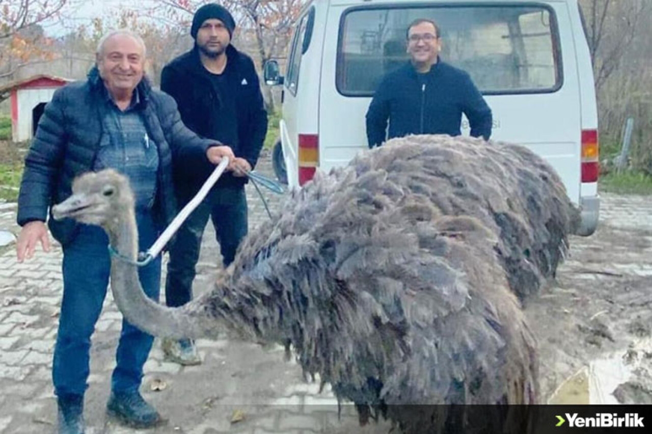 Kütahya'da sahibinden kaçan deve kuşu kara yoluna girdi