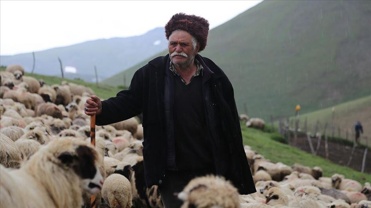 85 yaşındaki Süleyman dedenin bitmeyen çobanlık tutkusu