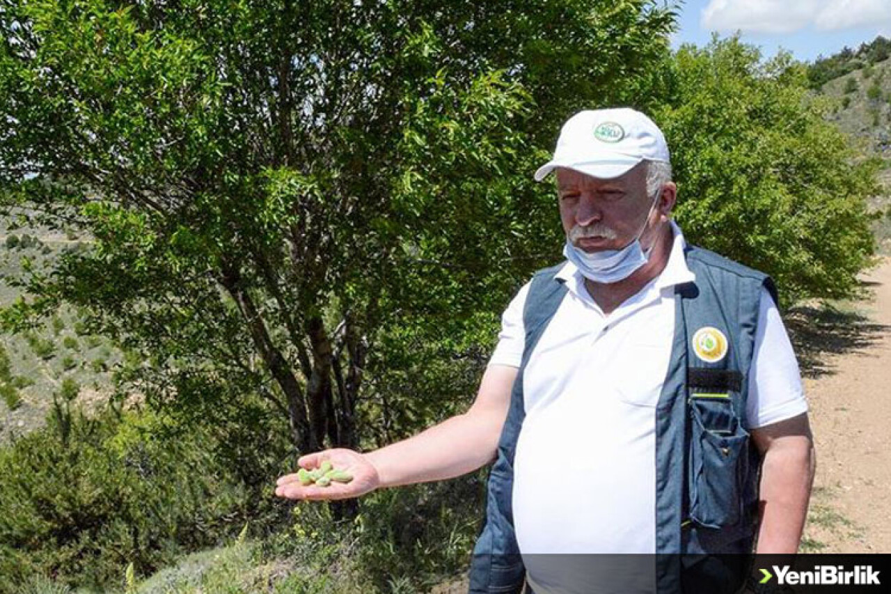 Dağlardaki gelir getirici meyvelerin toplanması için muhtarlarla iş birliği