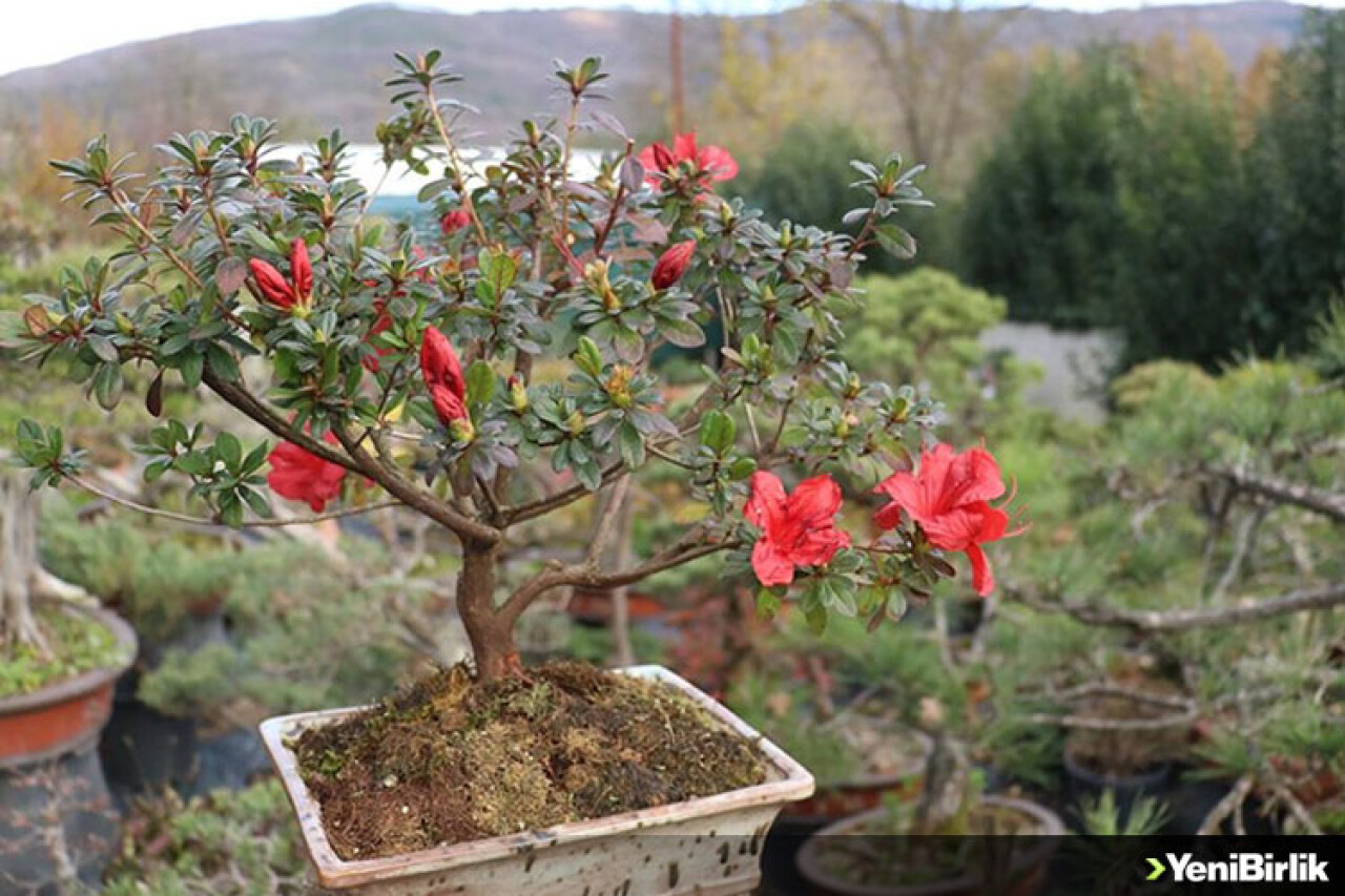 Türkiye'nin ilk "bonsai müzesi" Yalova'da kuruluyor