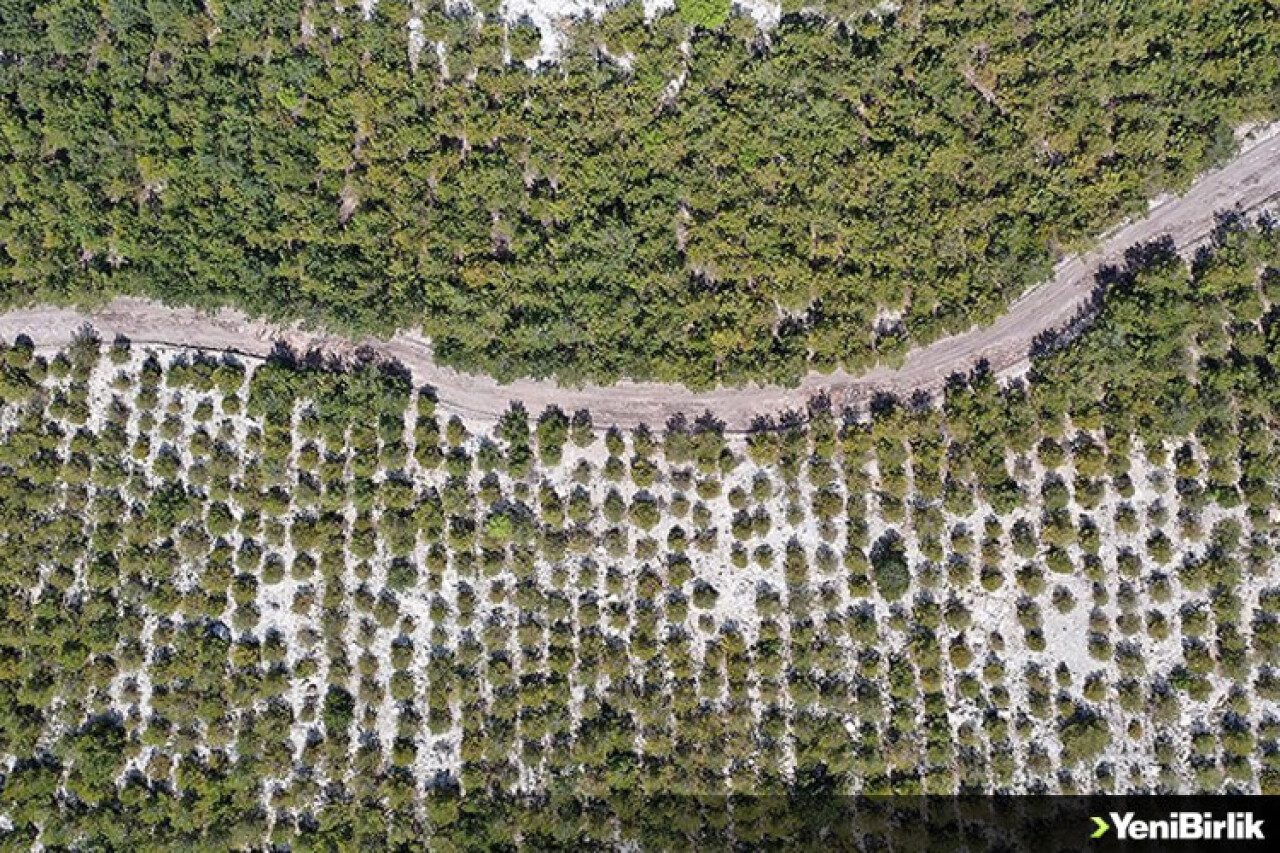 Soma'daki eski maden sahaları ağaçlandırılıyor