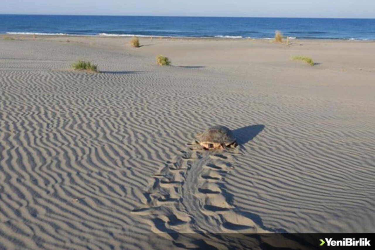 Patara kumsalında denize dönemeyen caretta carettayı gönüllüler kurtardı