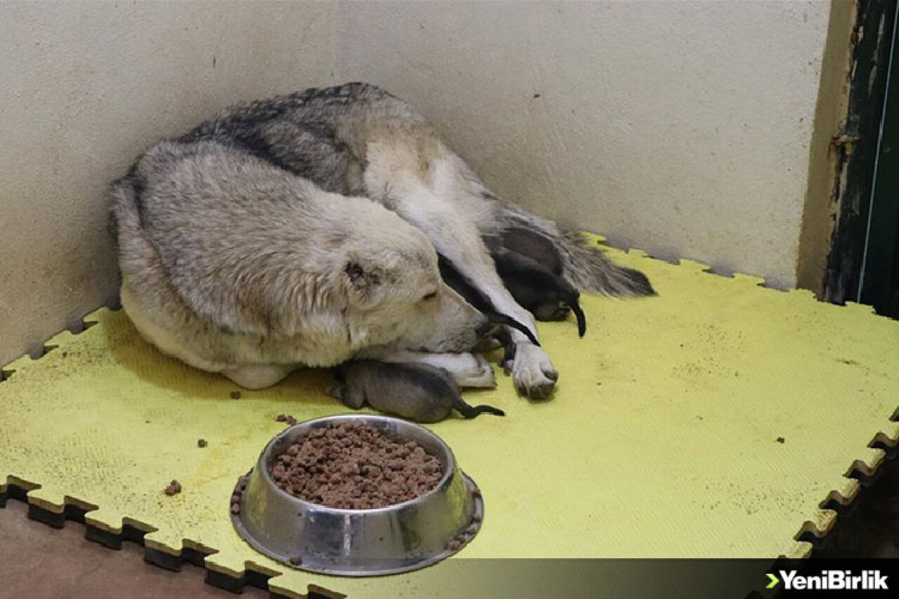 Siirt'te çöp konteynerinde bulunan yavru köpeklere rehabilitasyon merkezinde bakılıyor