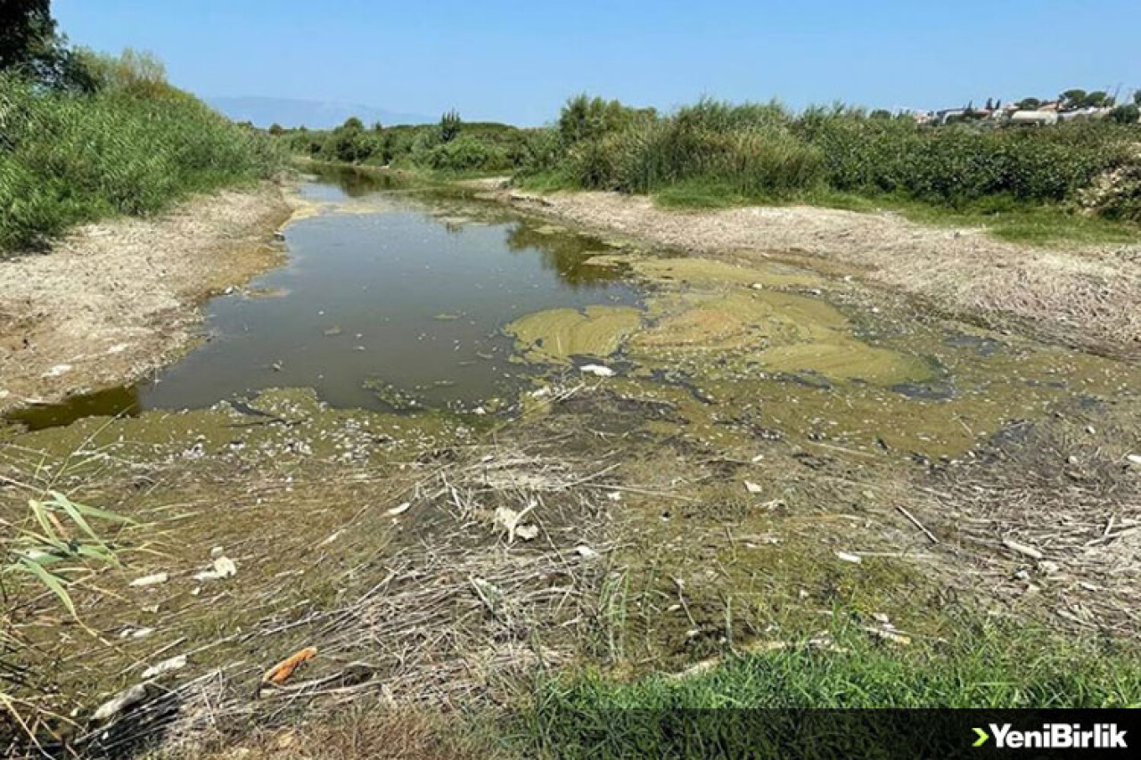 Büyük Menderes Nehri'nde kuraklık nedeniyle yüzlerce balık öldü