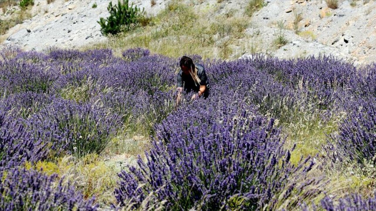 Kütahya'daki eski maden sahasından lavanta kokuları yayılıyor