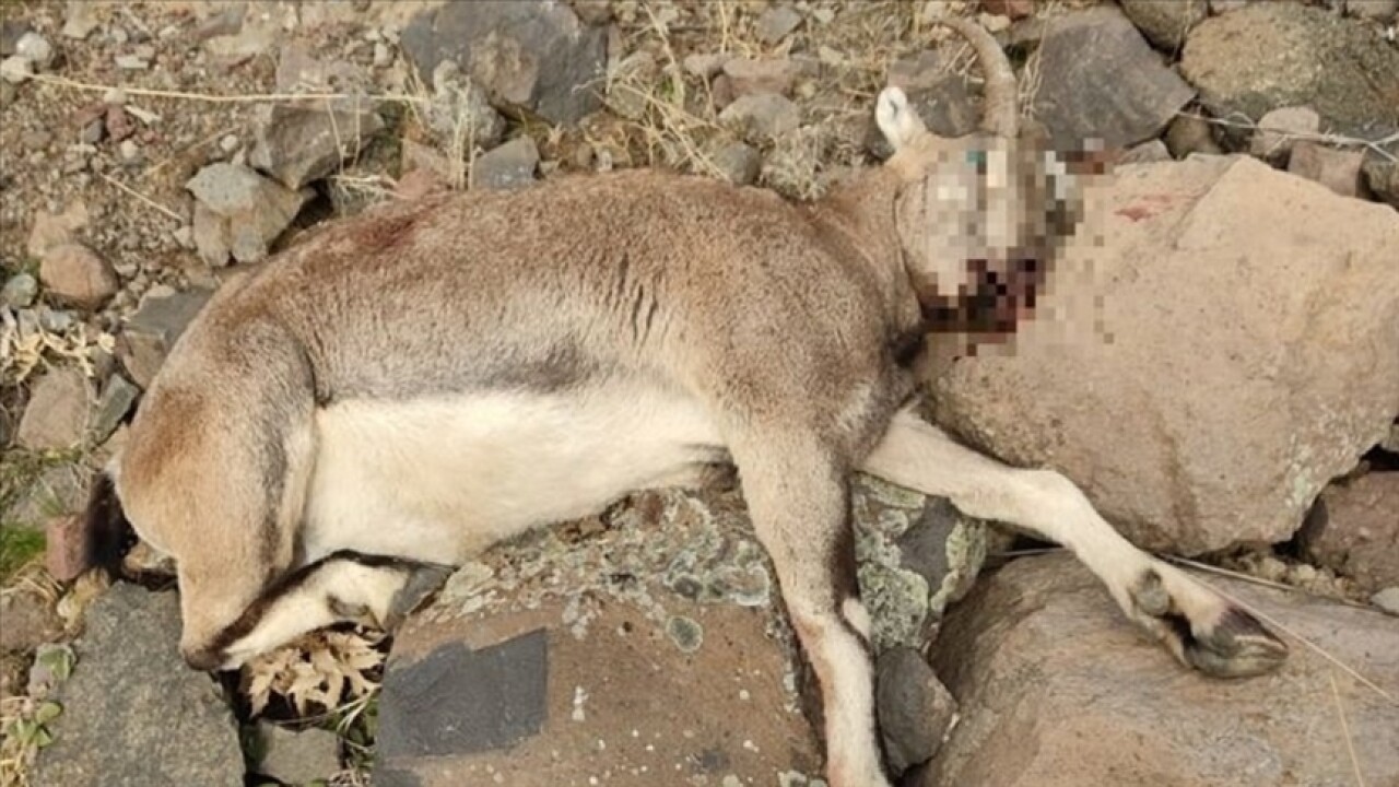 Tunceli'de koruma altındaki yaban keçisini avlayan kişiye para cezası kesildi