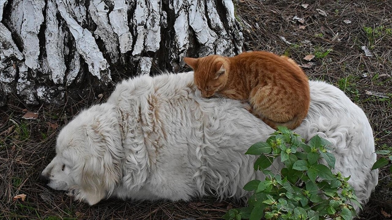 Ordu'da kedi ile köpeğin dostluğu görenleri şaşırtıyor