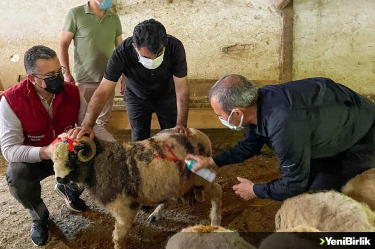 Kınalı koçlarla bayram sevinci