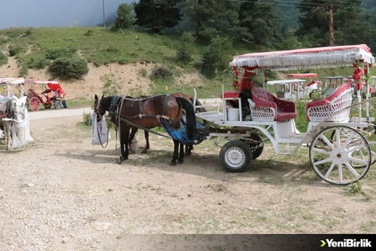 Abant Milli Parkı'nda at ve faytonla yapılan gezi faaliyetleri sonlandırıldı