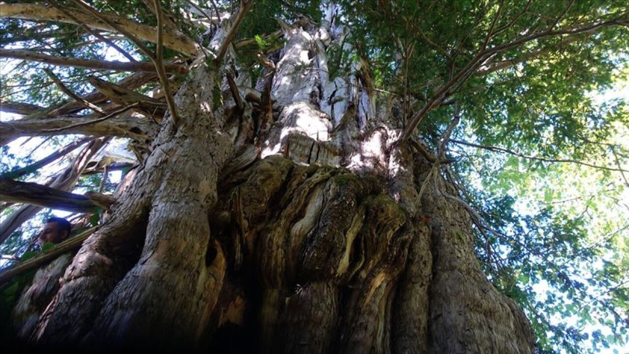 Artvin'de koruma altına alınan 1200 yıllık porsuk ağacı ihtişamıyla göz dolduruyor