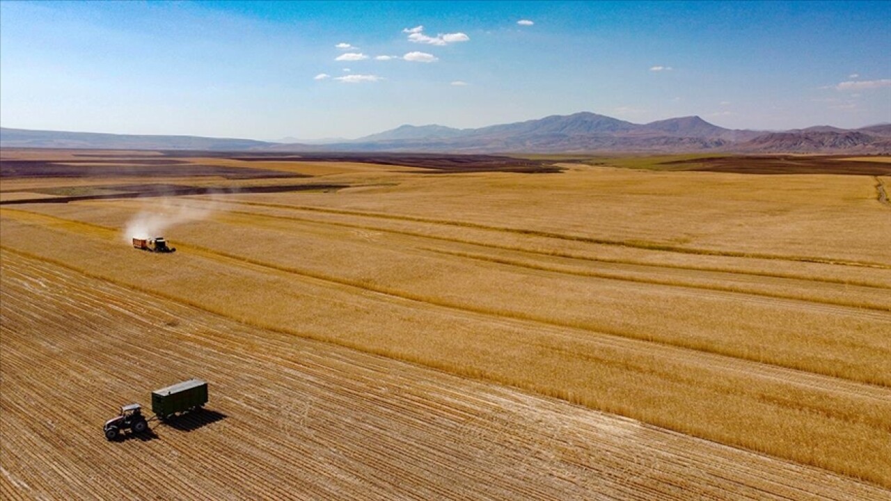 Van'da çiftçiler buğday hasadına başladı