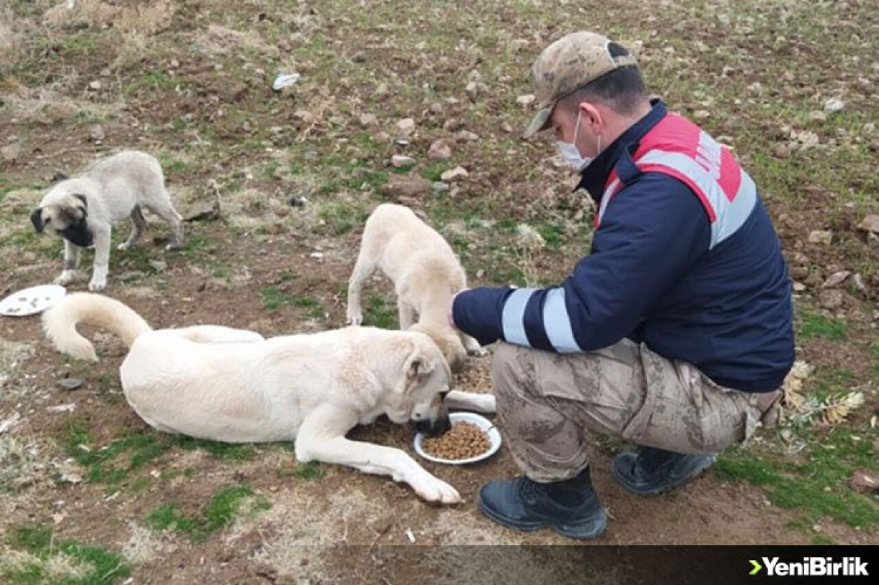 Elazığ'da sokağa çıkma kısıtlamasında sokak hayvanlarına mama verildi