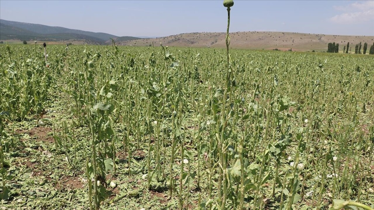 Afyonkarahisar'da dolu ve sağanak, tarım arazilerine zarar verdi