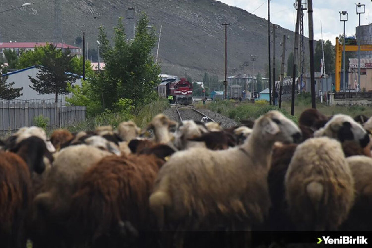 Kars'ta kurbanlıkların tren raylarında tehlikeli pazar yolculuğu