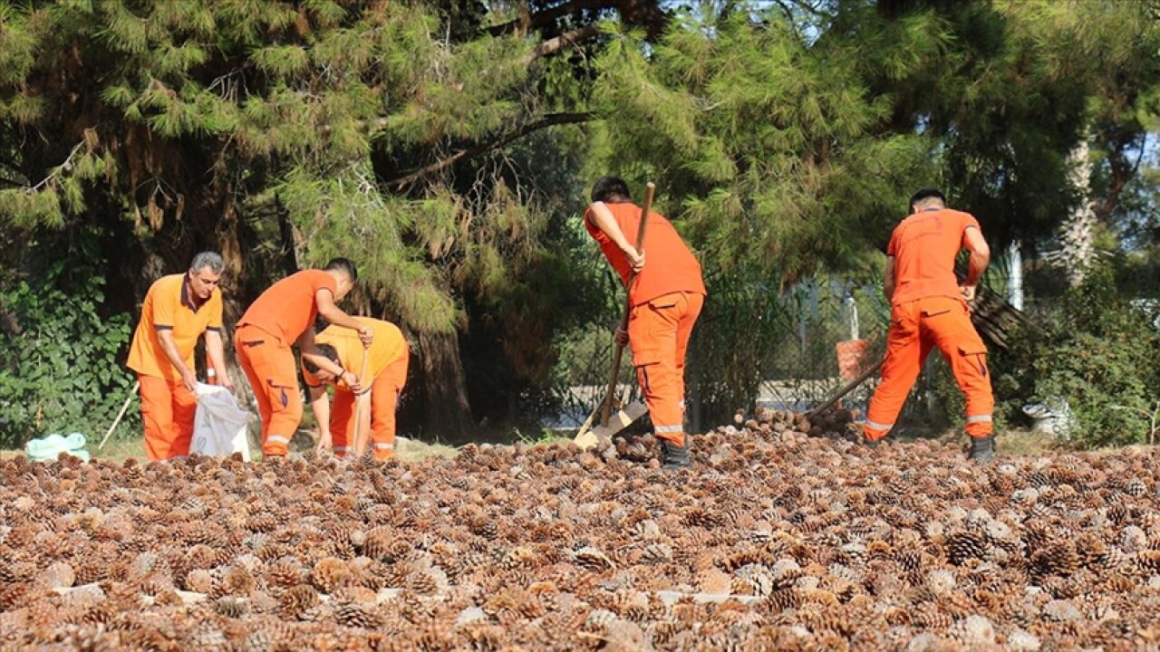 Mersin'de ormanlık alanlara 27 ton 250 kilogram kızılçam tohumu ekilecek