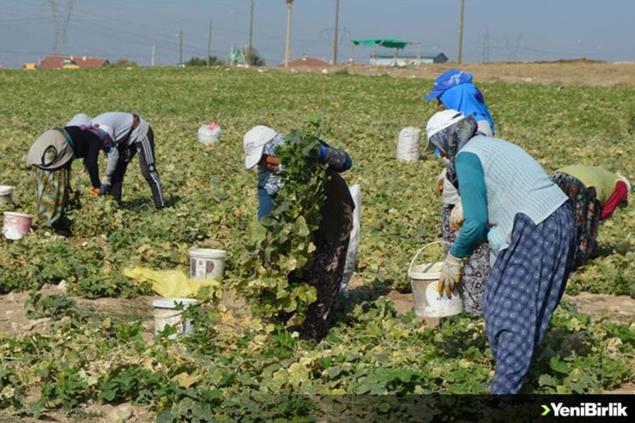 Türkiye'nin kornişon deposunda üreticinin yüzü gülüyor