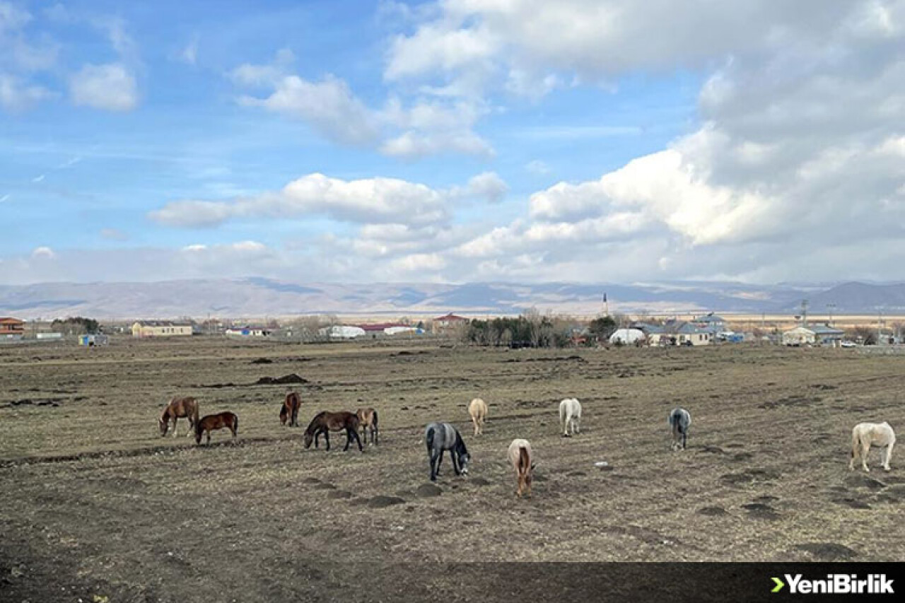 Yılkı atları kent merkezinde beslenmeye çalışırken görüntülendi