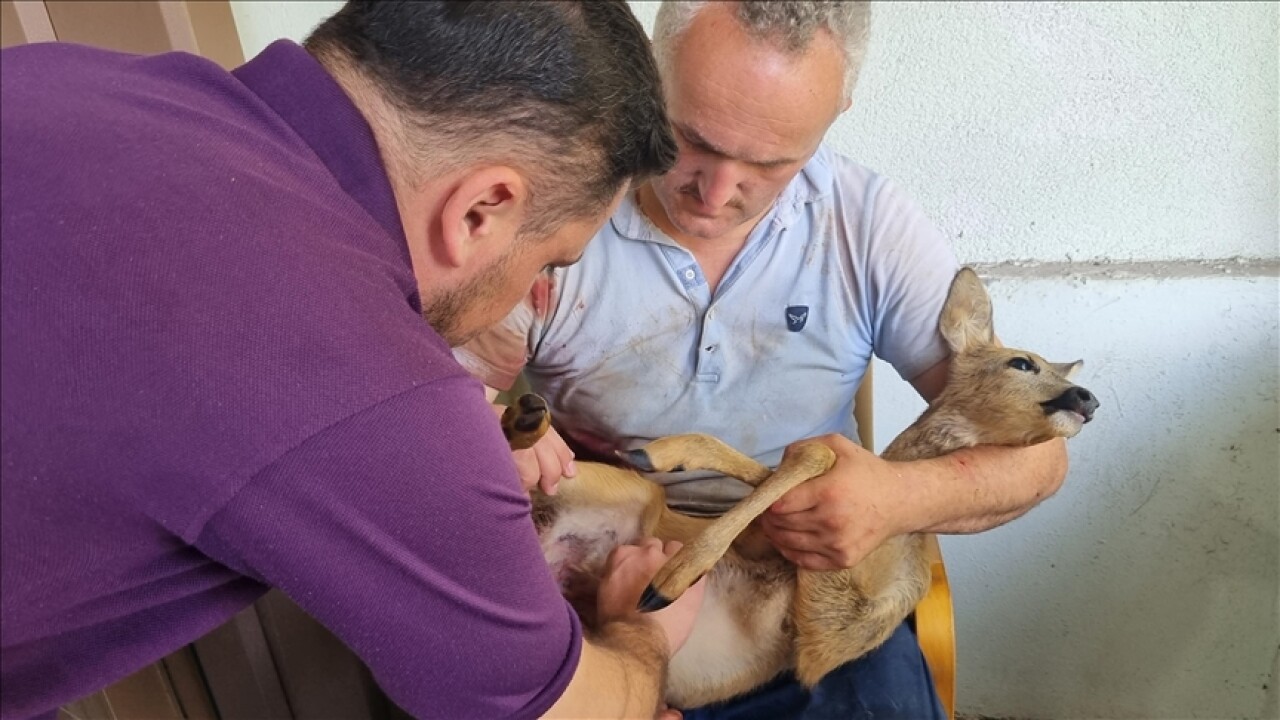 Düzce'de köpeklerin saldırısından kurtarılan karaca yavrusu tedavi altına alındı