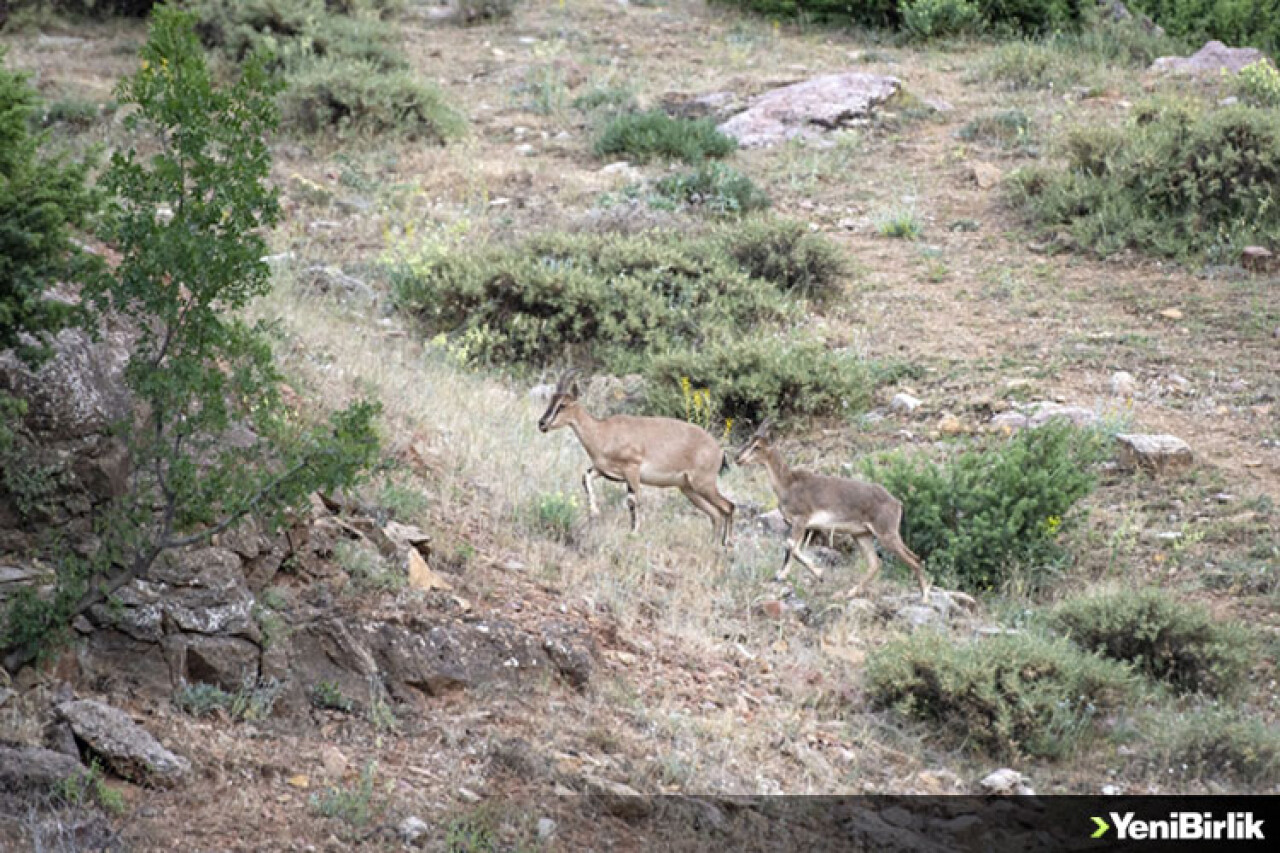 Tunceli'de yaban keçisi avlayan 2 kişiye 126 bin lira ceza kesildi