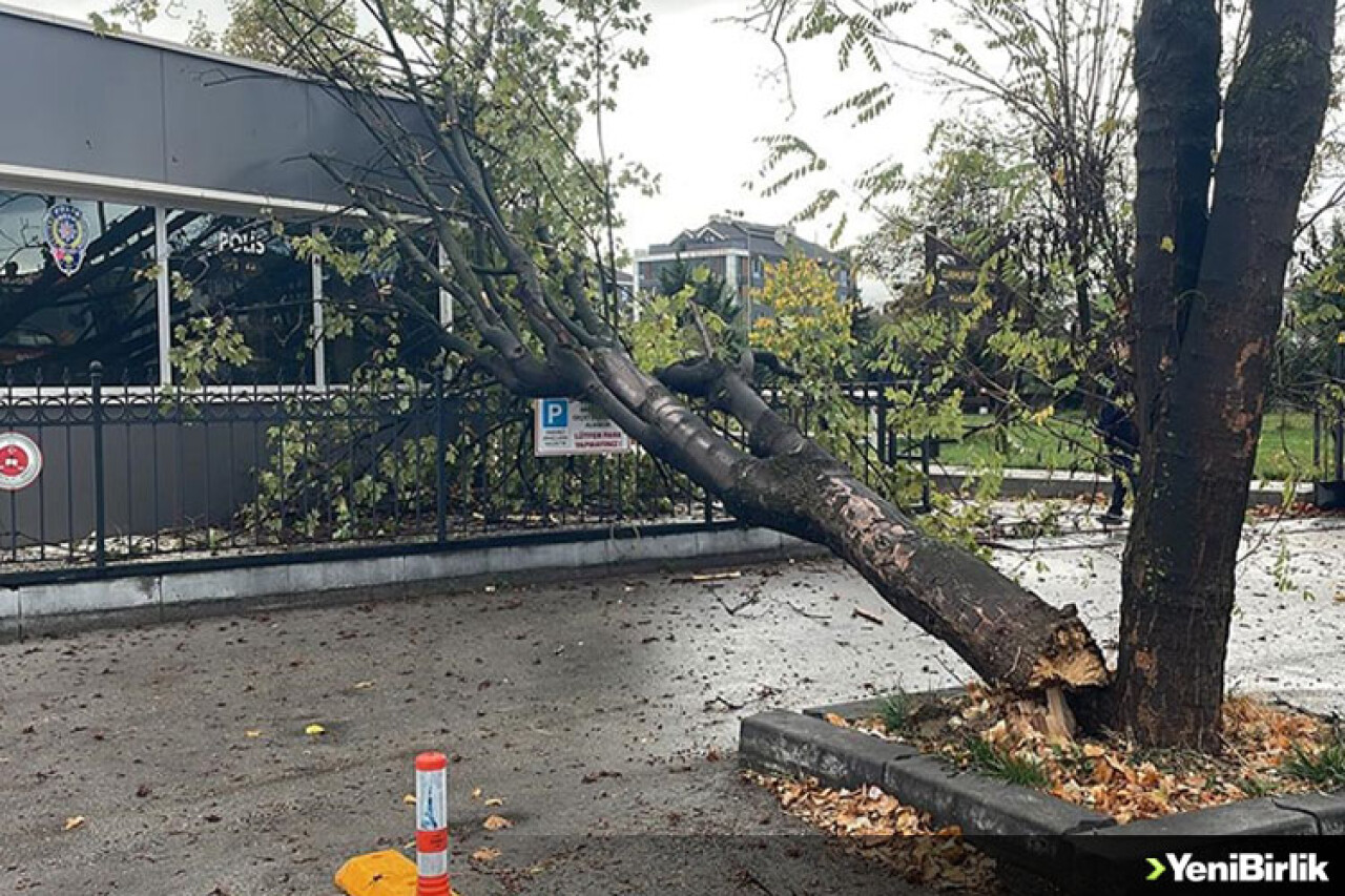 Bolu'da rüzgarda devrilen ağaç polis noktasının üzerine düştü