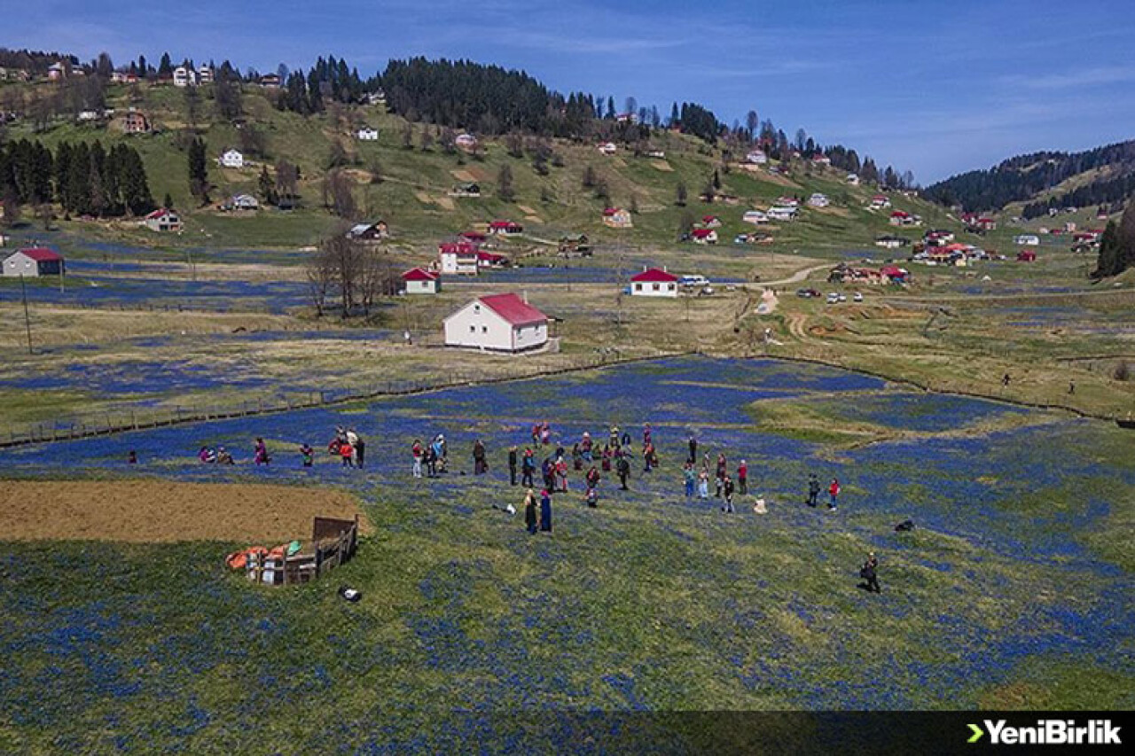 Kadıralak Yaylası "mavi yıldız"larla kaplandı