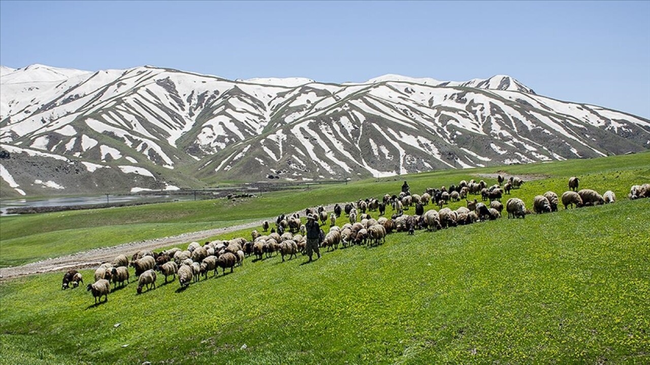 Şırnak'ın Faraşin Yaylası'nda yeşil örtü ve karlı dağlarla iki mevsim bir arada