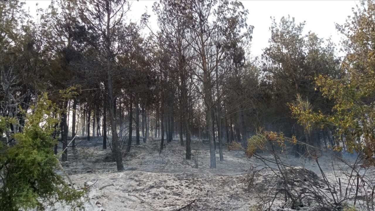 Tekirdağ'da çıkan orman yangını söndürüldü