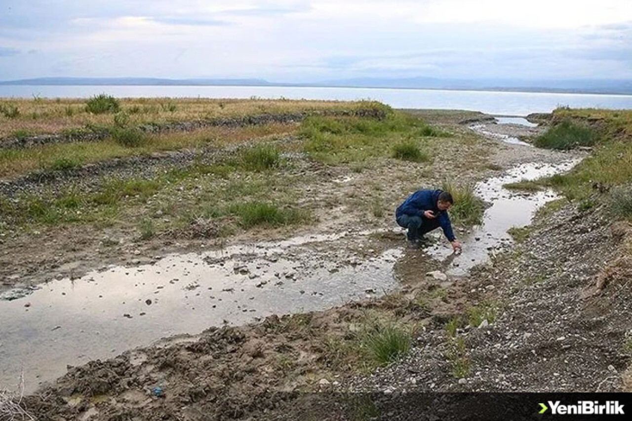 Van'da akarsuların debisi düştü, inci kefallerinin göçü zorlaştı