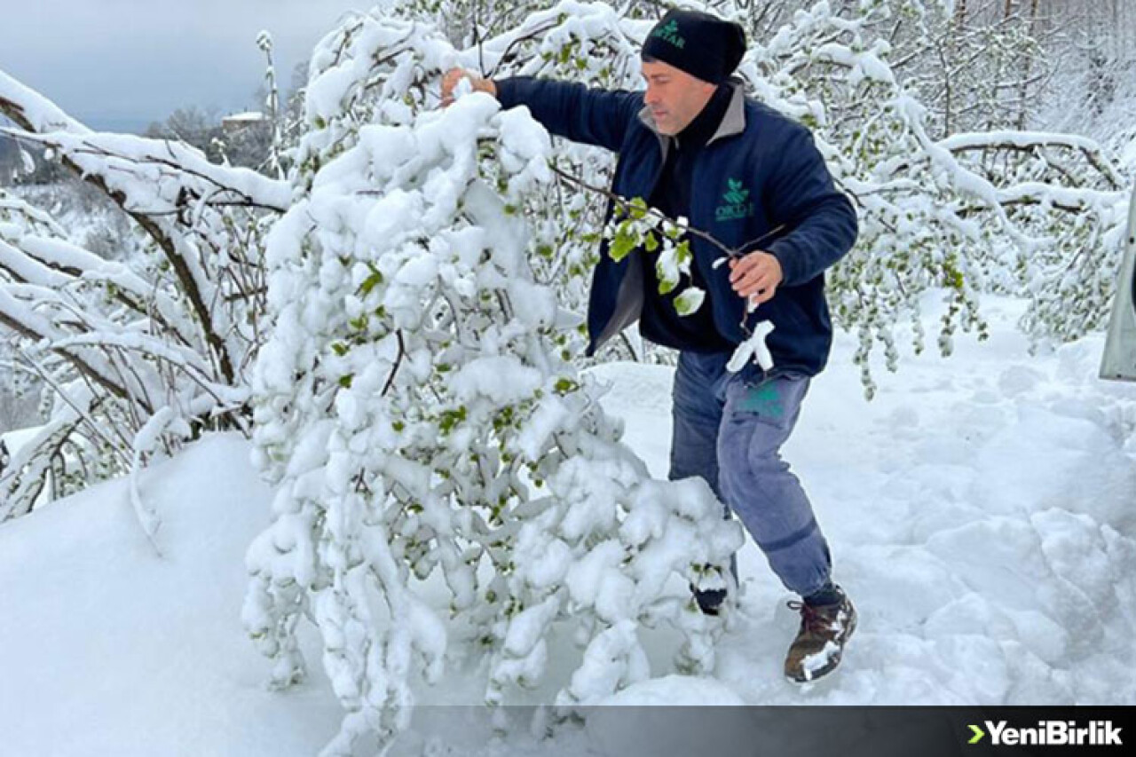 Ordu'da kar ve soğuk hava sonrası fındıkta hasar tespitine başlandı