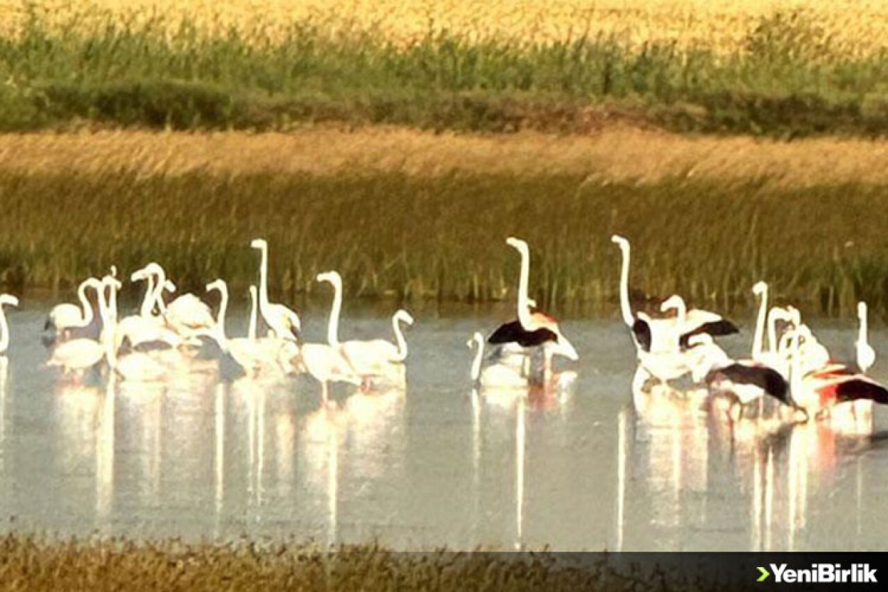 Çorum'da yaklaşık 40 flamingo gözlendi