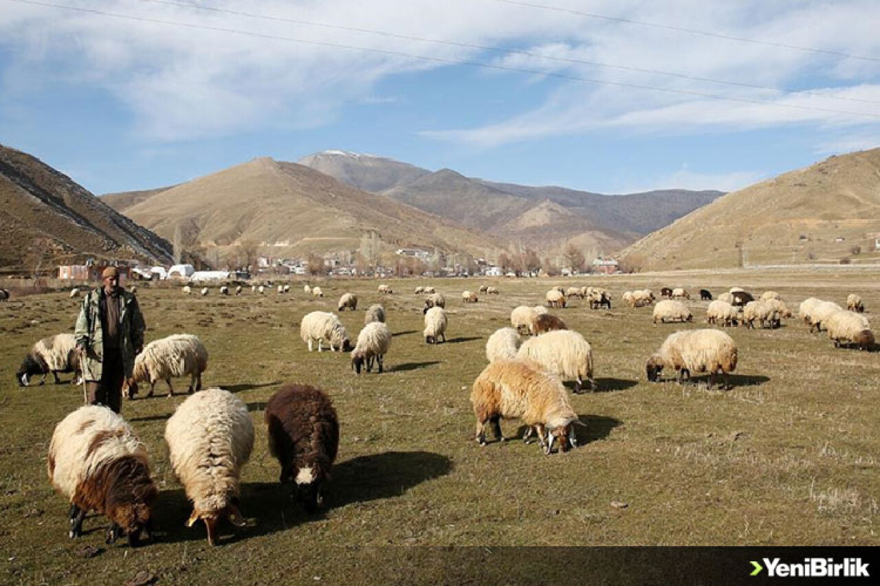 Kar kalınlığının geçen ocakta 2 metreyi aştığı Bitlis'te bu yıl hayvanlar hala merada