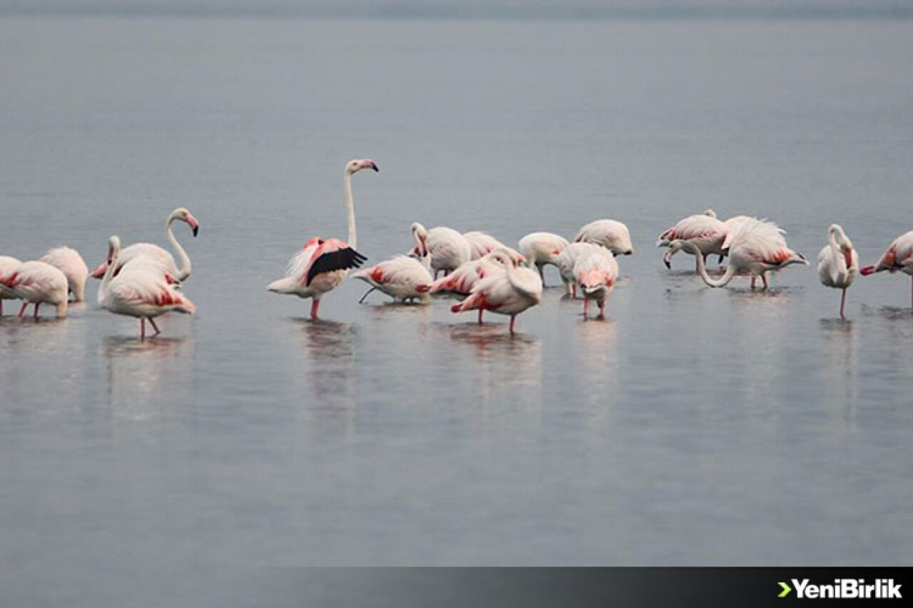 İzmit Körfezi flamingoları ağırlıyor