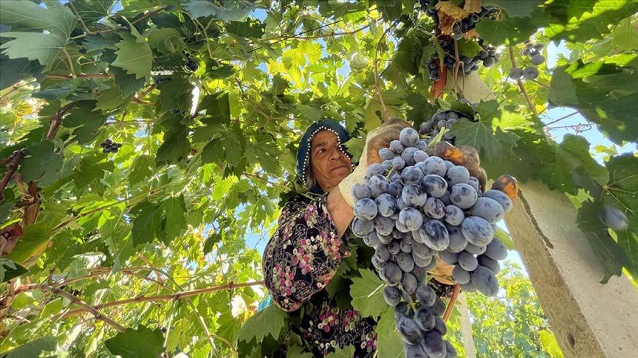 Elazığ'da yetiştirilen üzümde 81 bin ton rekolte bekleniyor