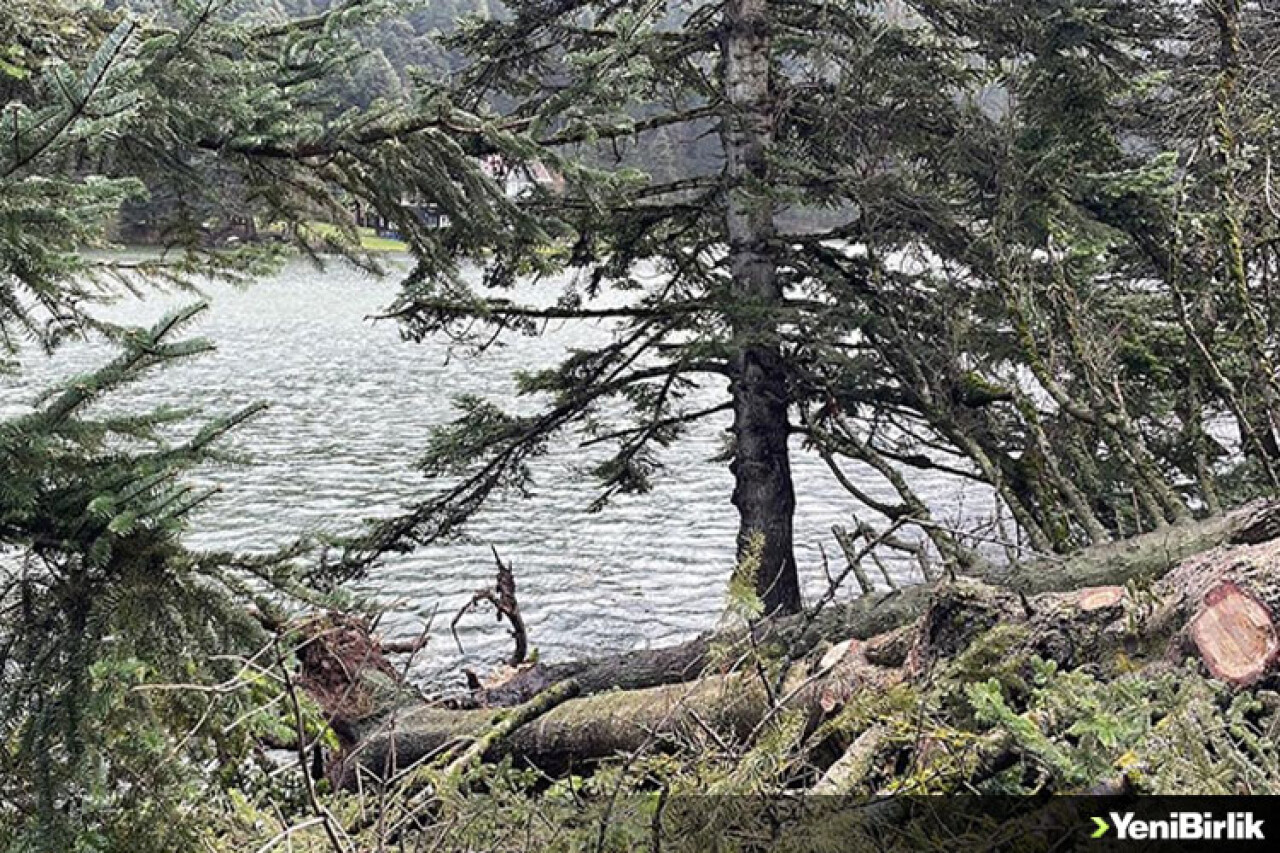 Kuvvetli rüzgar Gölcük Tabiat Parkı'nda ağaçları devirdi