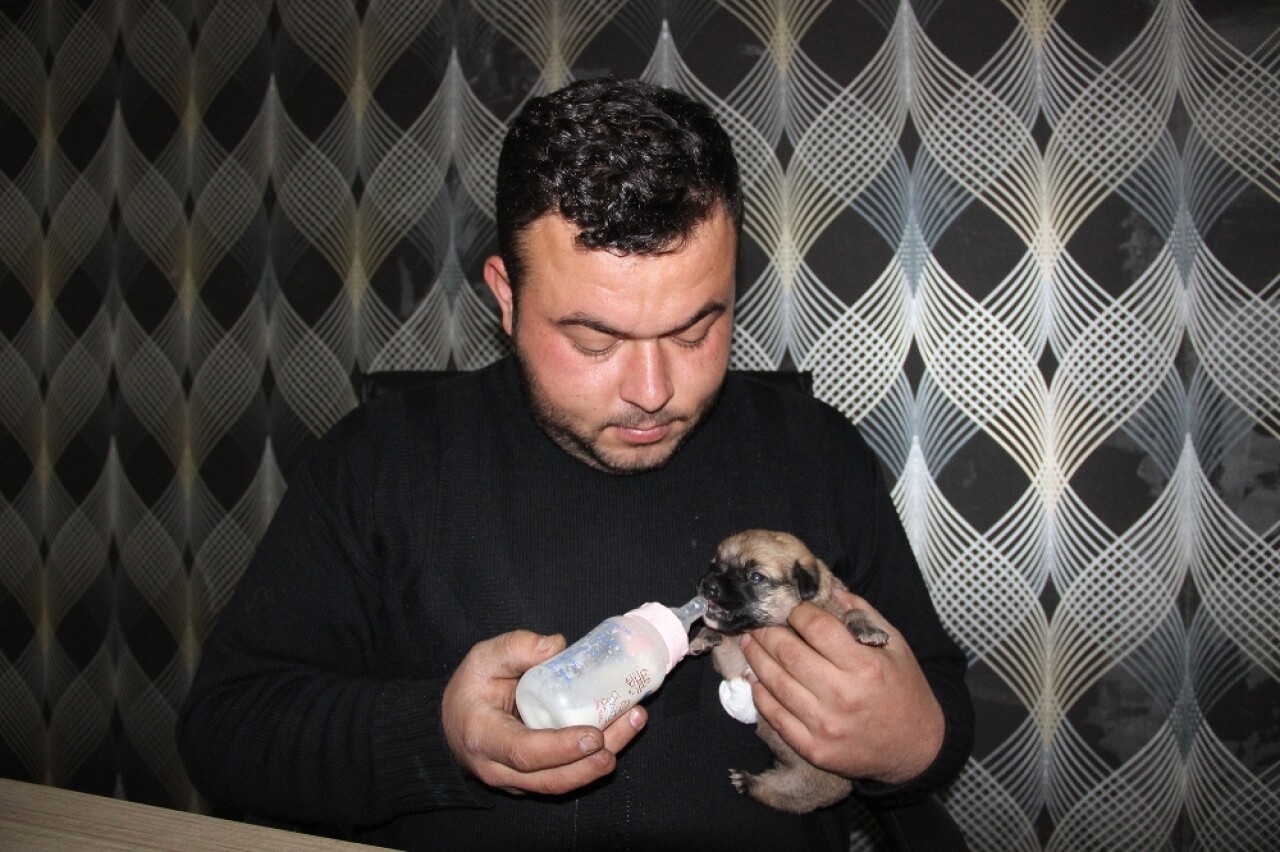 Ayağı Ve Kuyruğu Kesilmiş Yavru Köpek Buldu