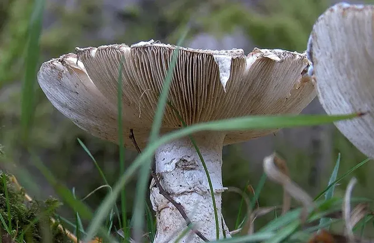 Ölüm meleği olarak biliniyor! Tek ısırığı bile adamı komaya sokar 5