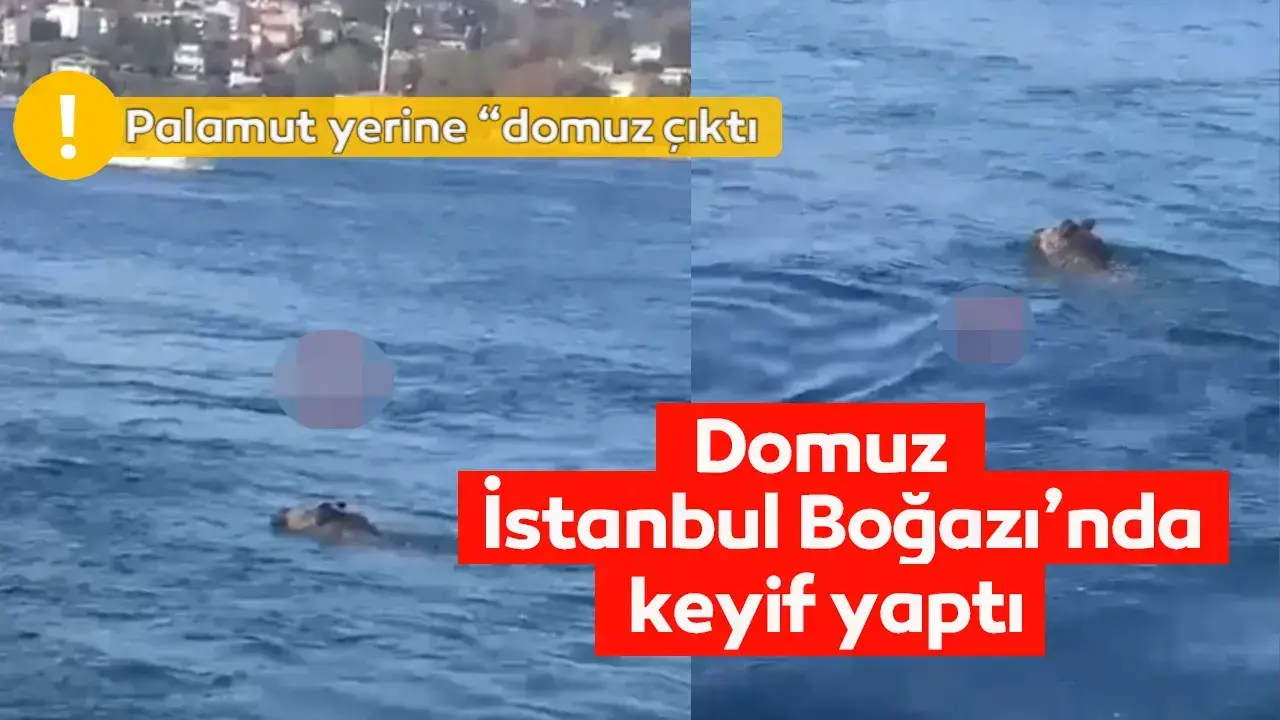 İstanbul Boğazı'na inen domuz dakikalarca keyif yaptı