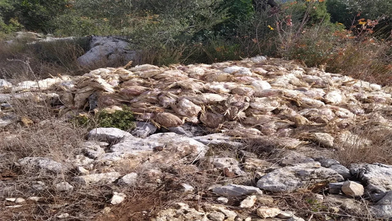 Mersin'deki boş arazide yüzlerce ölü tavuk bulundu