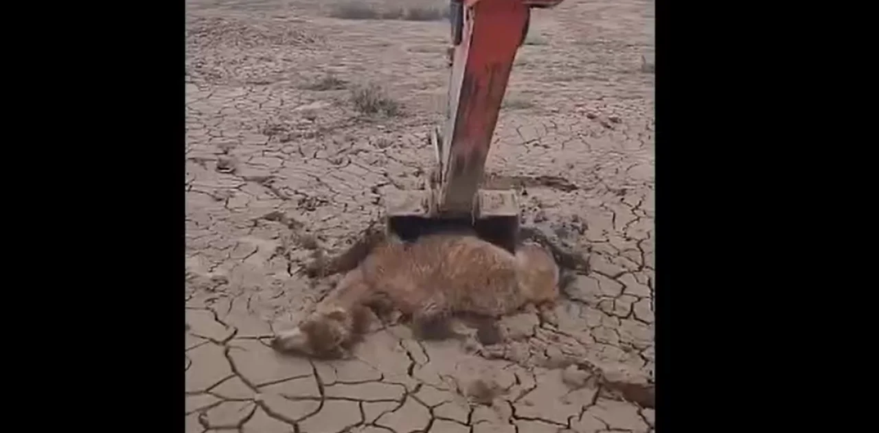 Yürek ısıtan görüntüler! Çölün ortasında ölüme terk edilen deveyi böyle kurtardı!