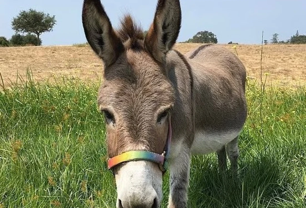 Shrek’in Eşek Karakterine Hayat Veren Perry Öldü! 30 Yıllık Hikâye Sona Erdi!